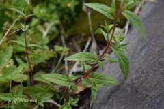 Epilobium parviflorum